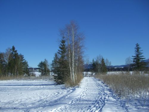 winter snow footprints