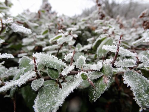 winter rime bush