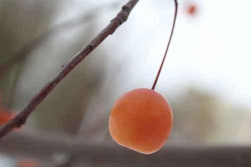 winter red fruits contrast