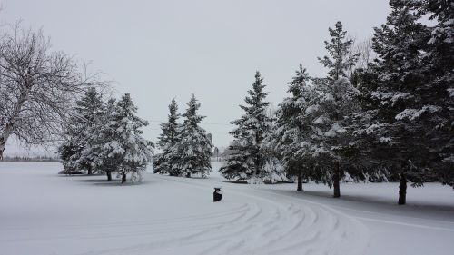 winter scenery snow