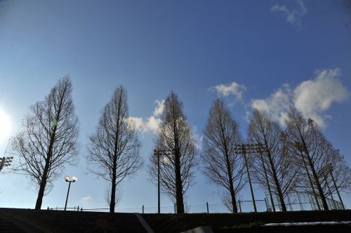 winter wood blue sky