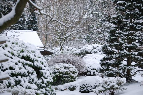 winter garden snow