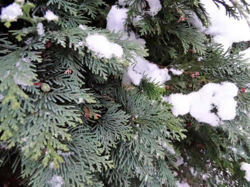 winter snow tree