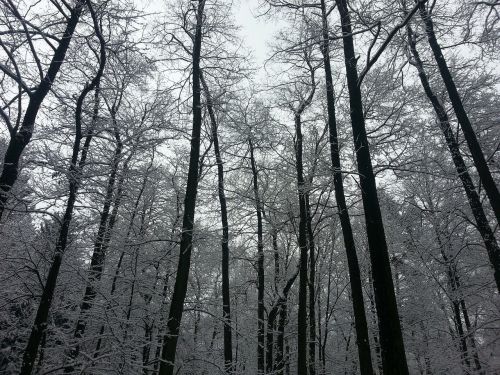 winter trees forest