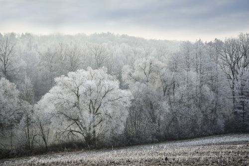 winter frost wintry