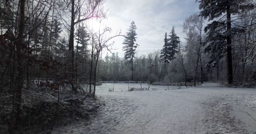 winter landscape wintry