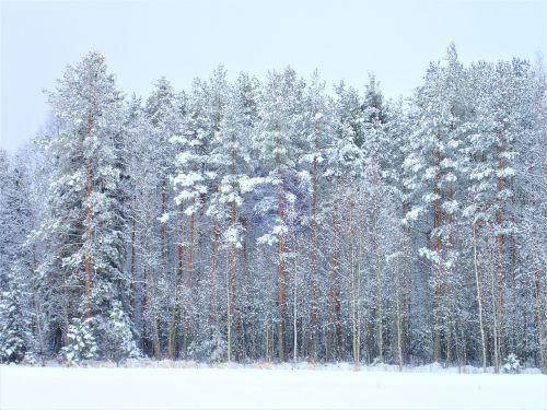 winter forest finnish