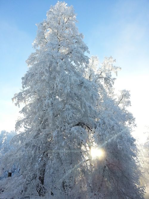 winter sun tree