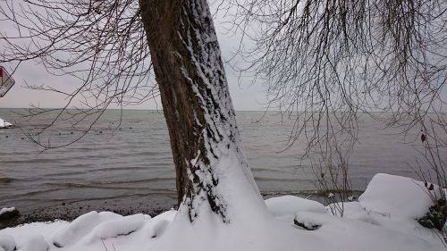 winter tree snow