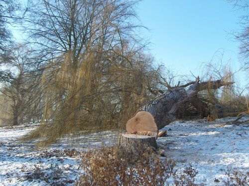 winter tree cases