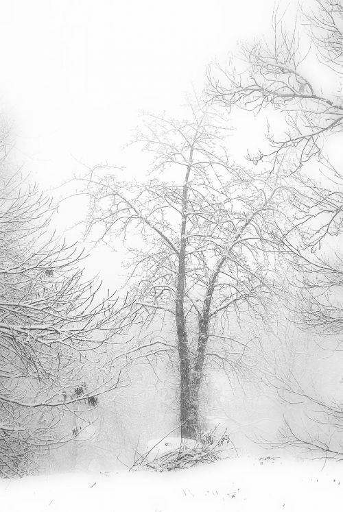 winter snow tree