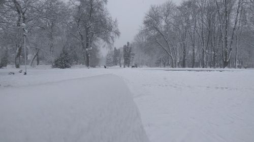 winter nature snow