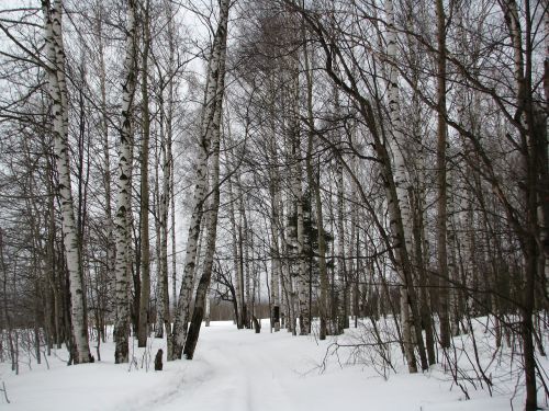 winter forest birch