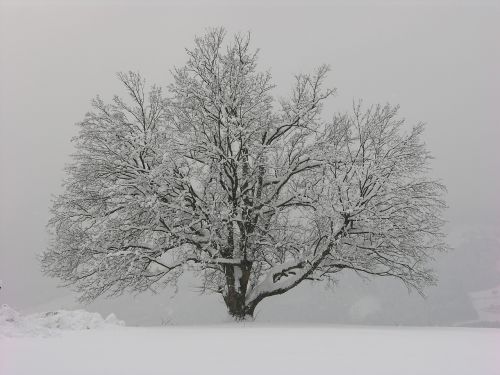 winter tree wintry