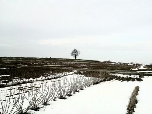 winter field snow