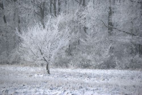 winter ice frost