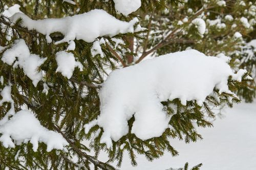 winter snow tree