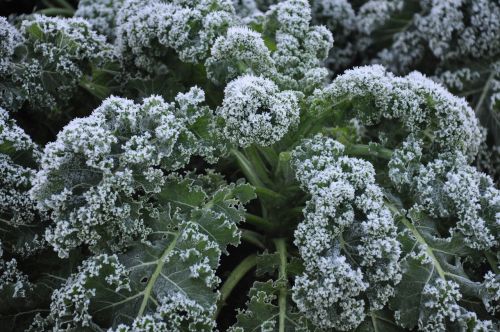 winter plant garden