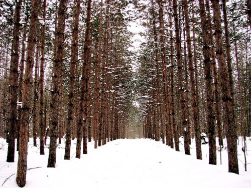 winter forest snow