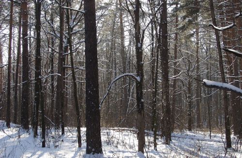 winter forest snow