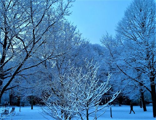 winter snow tree