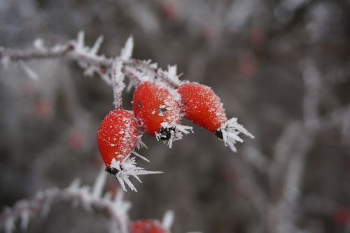 winter ice rose hip