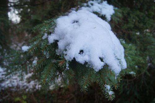 winter snow fir