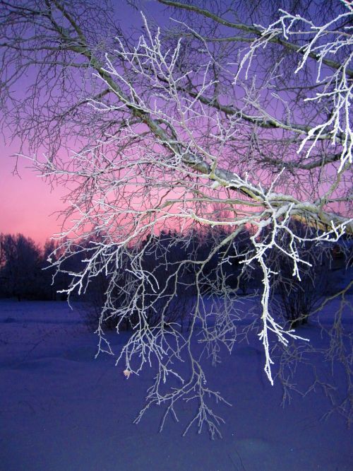 winter branch tree