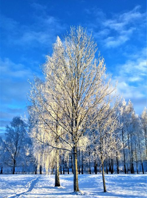 winter snow tree