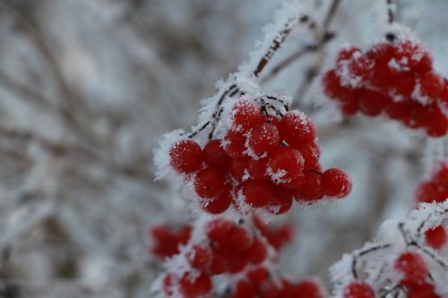 winter ice crystal frozen