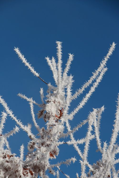 winter eiskristalle bush