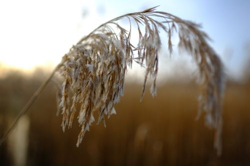 winter frost winter landscape