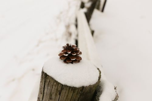 winter pinecone nature