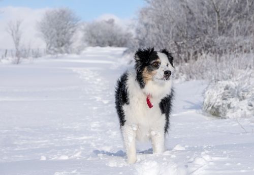 winter snow dog
