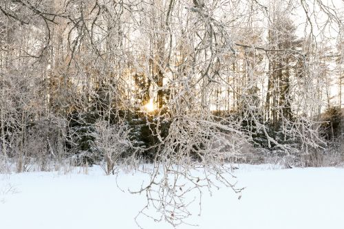 winter snow frost