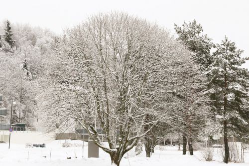 winter snow frost