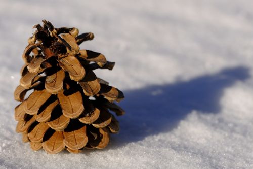 winter snow pine cones