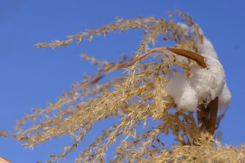 winter snow grass