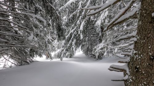 winter snow frost