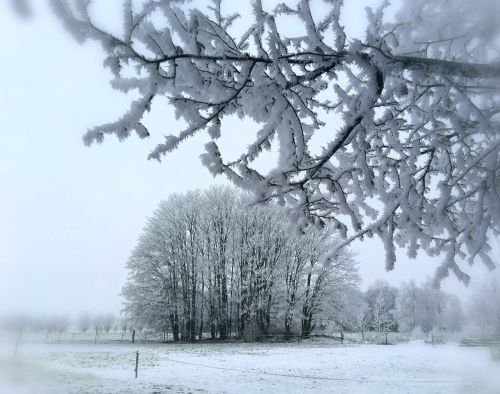 winter snow branch