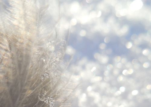 winter snow bokeh