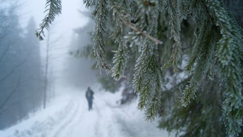 winter forest snow