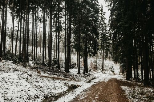 winter landscape snow