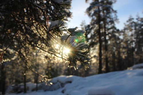 winter snow nature