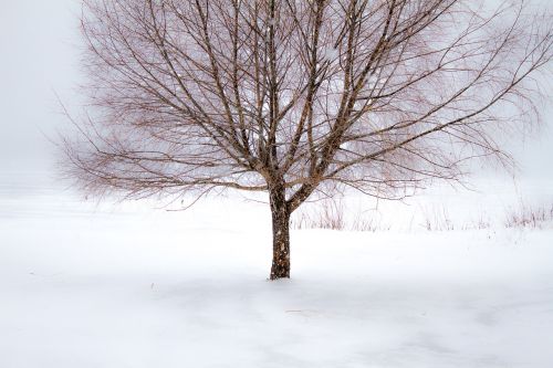 winter tree snow
