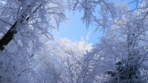 winter snow frost