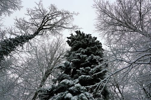 winter tree snow