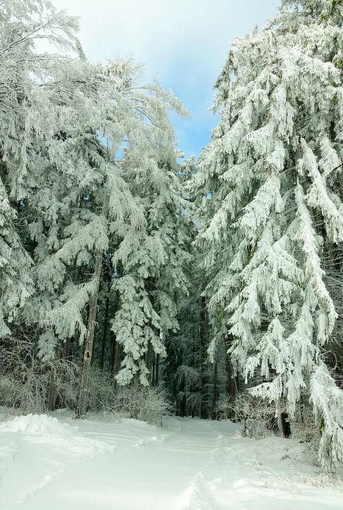 winter snow frost