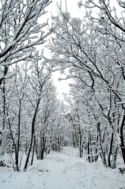 winter snow wood