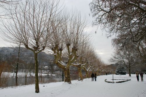winter trees saarbrücken